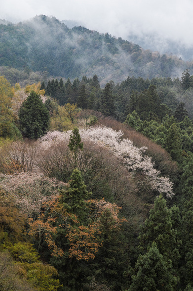 20150411朝の奈良・吉野山SD1-100.jpg