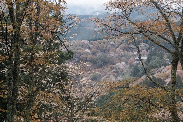 20150411朝の奈良・吉野山SD1-102.jpg