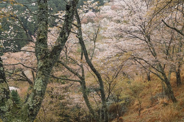 20150411朝の奈良・吉野山SD1-108.jpg