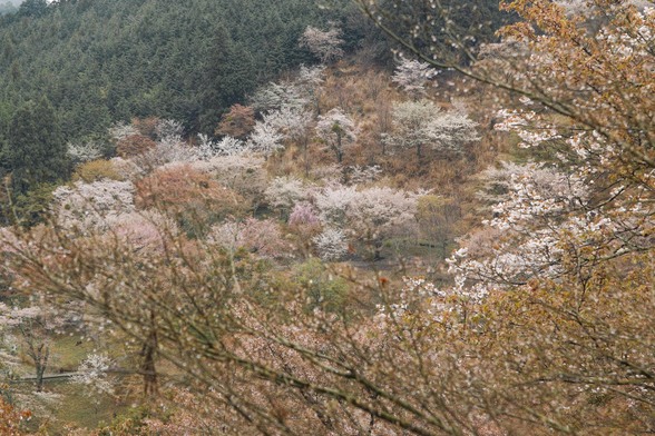 20150411朝の奈良・吉野山SD1-109.jpg