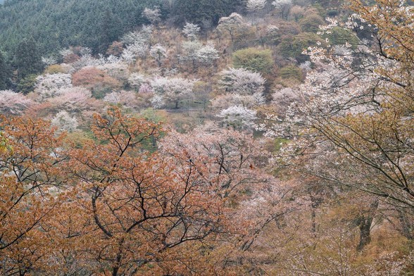 20150411朝の奈良・吉野山SD1-112.jpg