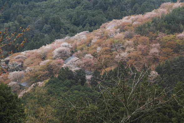 20150411朝の奈良・吉野山SD1-114.jpg