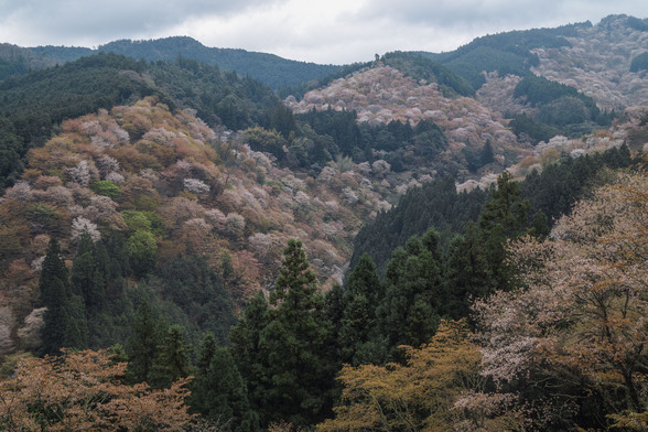 20150411朝の奈良・吉野山SD1-116.jpg