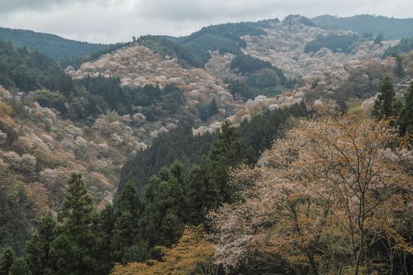 20150411朝の奈良・吉野山SD1-118.jpg