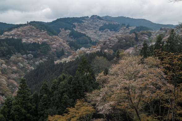 20150411朝の奈良・吉野山SD1-120.jpg