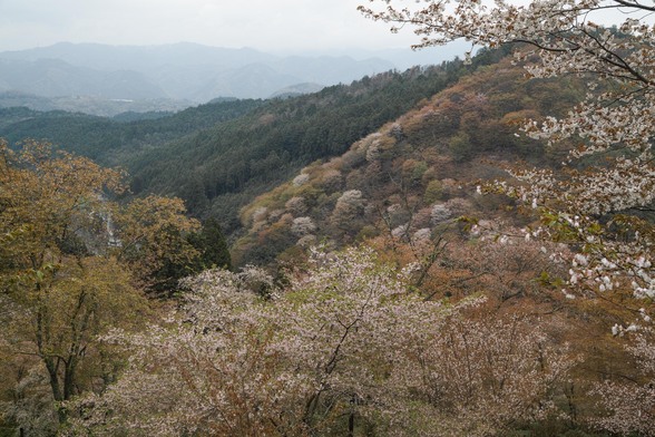 20150411朝の奈良・吉野山SD1-125.jpg
