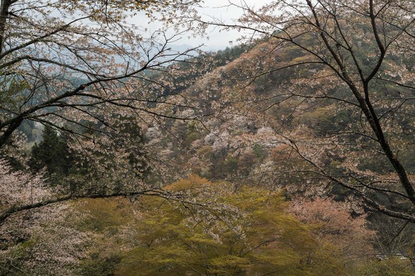 20150411朝の奈良・吉野山SD1-128.jpg