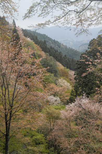 20150411朝の奈良・吉野山SD1-129.jpg