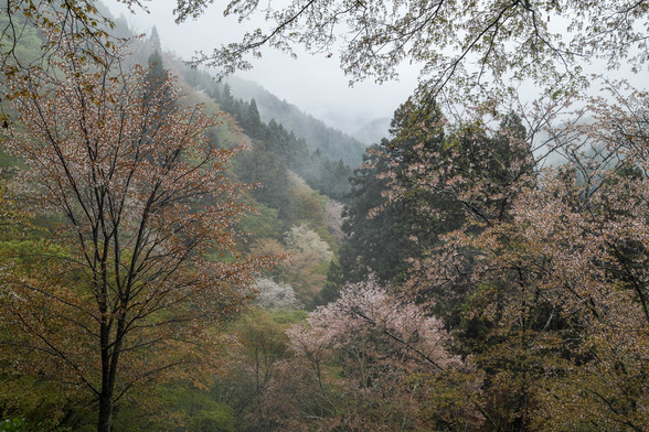 20150411朝の奈良・吉野山SD1-16.jpg