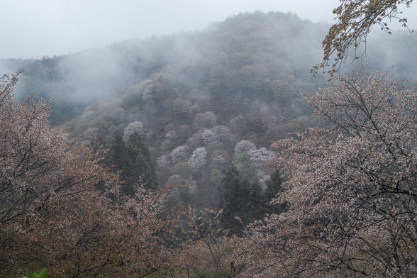 20150411朝の奈良・吉野山SD1-18.jpg