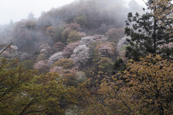 20150411朝の奈良・吉野山SD1-2.jpg