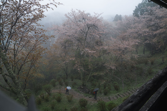 20150411朝の奈良・吉野山SD1-21.jpg