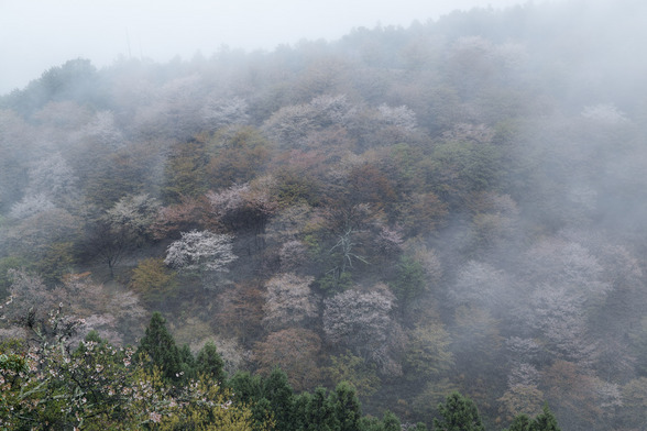 20150411朝の奈良・吉野山SD1-29.jpg