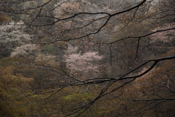 20150411朝の奈良・吉野山SD1-3.jpg