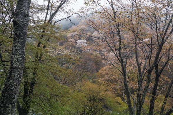 20150411朝の奈良・吉野山SD1-5.jpg