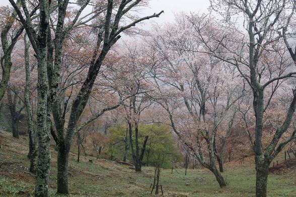 20150411朝の奈良・吉野山SD1-72.jpg
