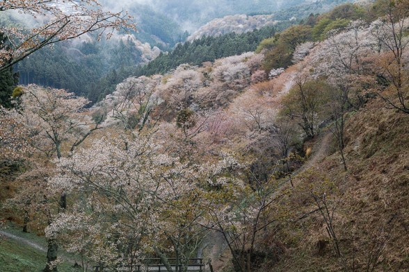 20150411朝の奈良・吉野山SD1-84.jpg