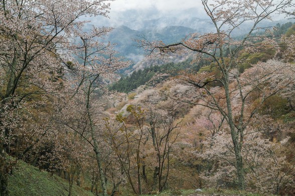 20150411朝の奈良・吉野山SD1-86.jpg