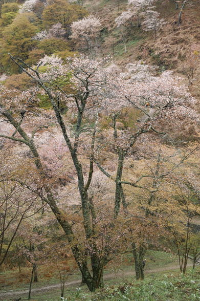 20150411朝の奈良・吉野山SD1-93.jpg