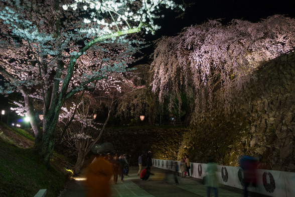 20150423夜の弘前公園A7R-62.jpg
