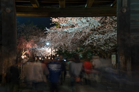 20150423夜の弘前公園A7R-8.jpg