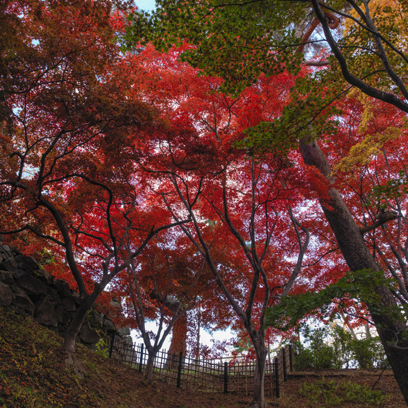 20151101午前の弘前公園CFV50-27.jpg